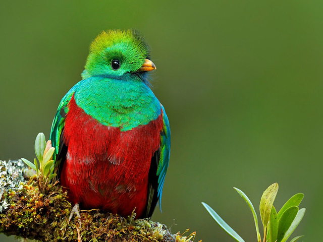 Hình nền Nền Chim Những Loài Chim Sặc Sỡ Nhất Thế Giới Nền, Hình ảnh Con  Chim để Tô Màu Background Vector để tải xuống miễn phí - Pngtree